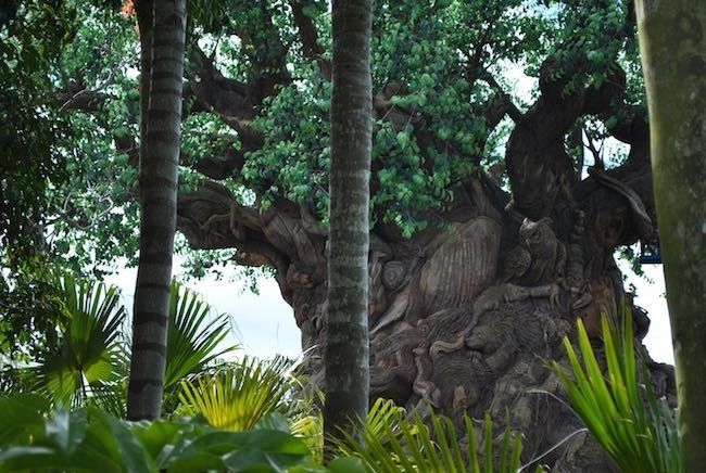 walt disney world disney's animal kingdom best rides attractions shows and details