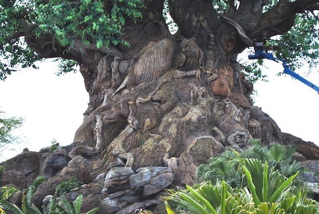 walt disney world disney's animal kingdom best rides attractions shows and details