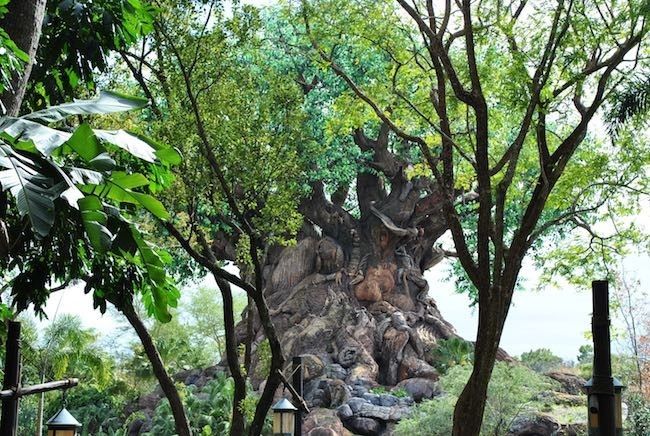 walt disney world disney's animal kingdom best rides attractions shows and details