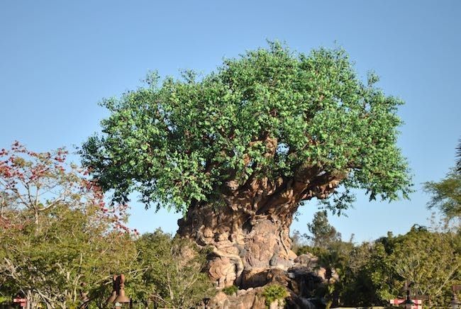 walt disney world disney's animal kingdom best rides attractions shows and details