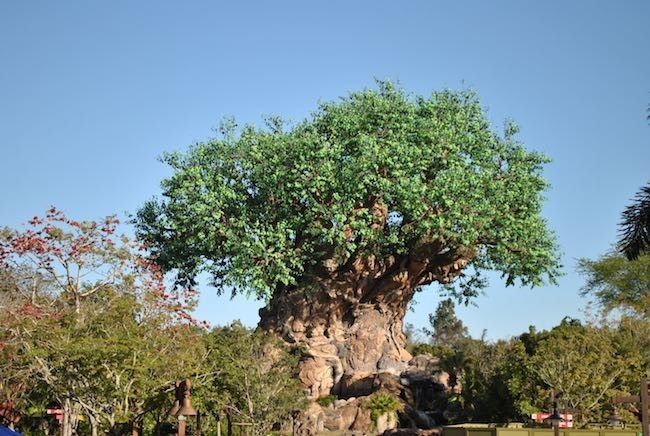 walt disney world disney's animal kingdom best rides attractions shows and details