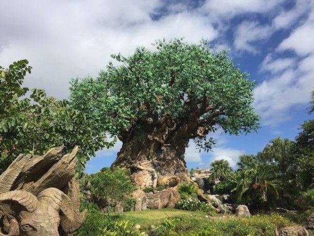 walt disney world disney's animal kingdom best rides attractions shows and details