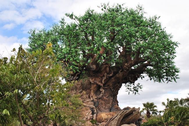 walt disney world disney's animal kingdom best rides attractions shows and details