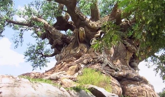 walt disney world disney's animal kingdom best reviewed rides attractions and shows