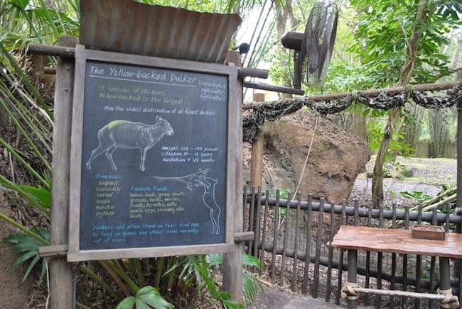 walt disney world disney's animal kingdom best rides attractions and shows at disney world