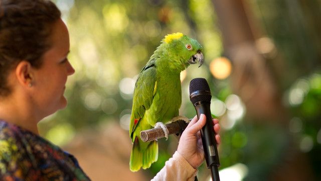 walt disney world animal kingdom best shows rides and attractions