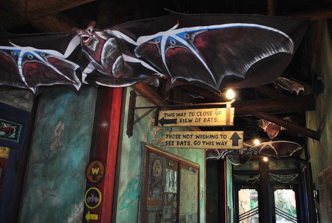 walt disney world disney's animal kingdom best rides shows attractions restaurants menus and reviews in disney world