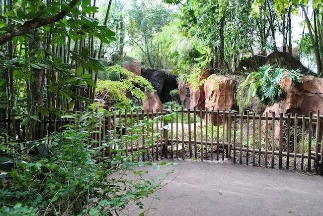 walt disney world disney's animal kingdom best rides shows attractions restaurants menus and reviews in disney world