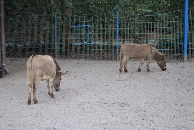 walt disney world disney's animal kingdom petting zoo best attractions and rides at disney