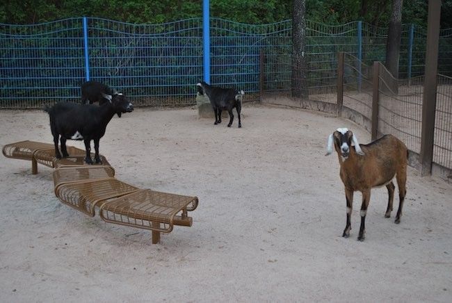 walt disney world disney's animal kingdom petting zoo best attractions and rides at disney