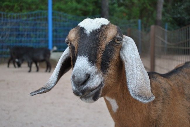 walt disney world disney's animal kingdom petting zoo best attractions and rides at disney