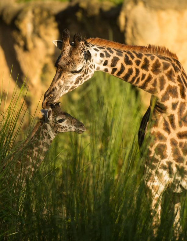 disney's animal kingdom baby giraffes