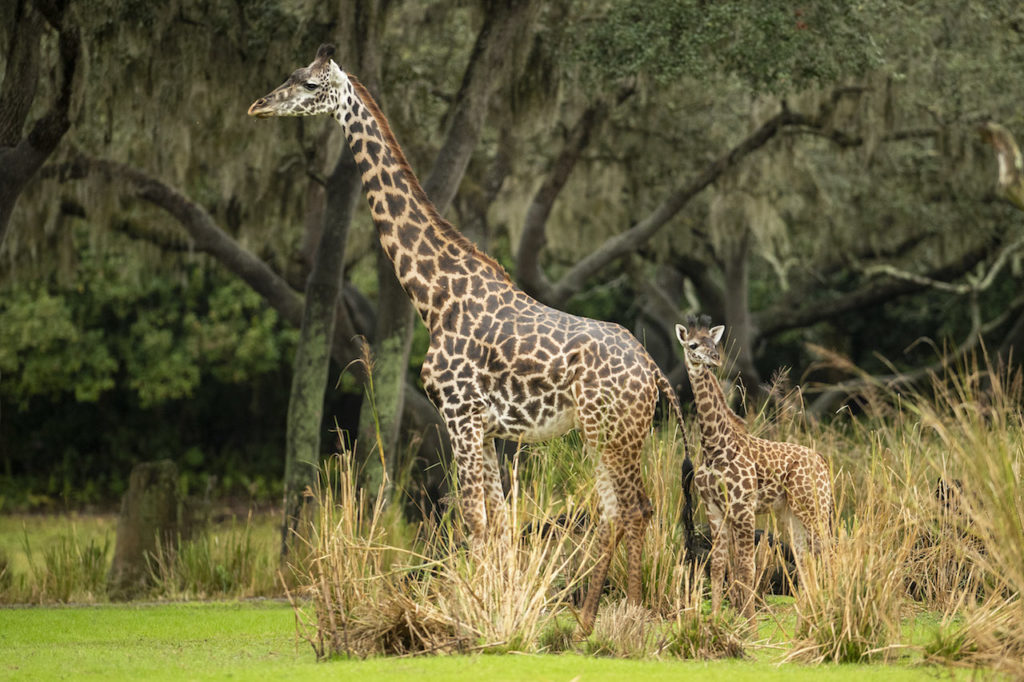 can you feed giraffes at animal kingdom