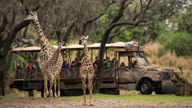 Disney's Animal Kingdom Newest Giraffe Joins The Rest of the Herd on Kilimanjaro  Safaris | WDW Kingdom